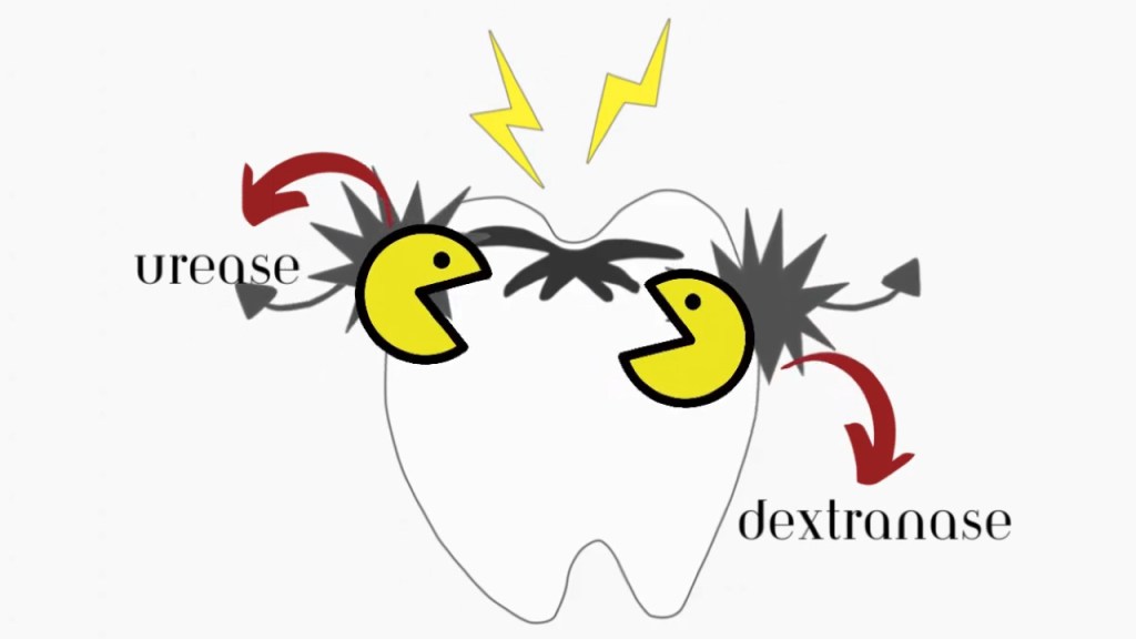 Engineering a bacterial dental paste to prevent cavity&nbsp;formation