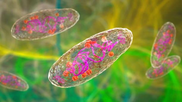 Presenting plasmids: tools driving genetic&nbsp;engineering